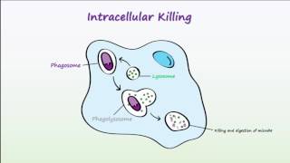 Phagocytosis [upl. by Aizek]