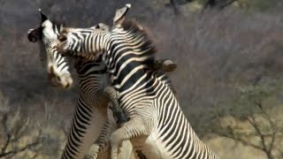 Epic Zebra Fight For Mate  Africa  BBC Earth [upl. by Woods146]