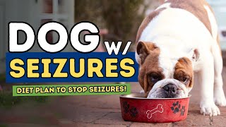 What to Feed Your Dog with Epilepsy A Diet Plan That Could Help Stop Seizures [upl. by Hatfield186]