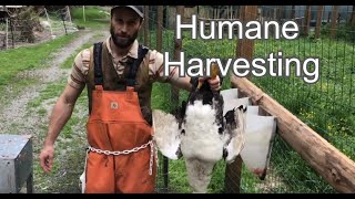 How to Pluck A Muscovy Duck  Humane Harvesting Guide [upl. by Kellda]