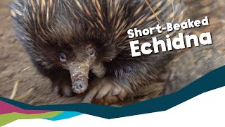 Keeper Talk  ShortBeaked Echidna [upl. by Nayllij]