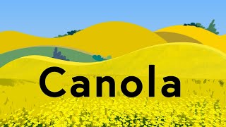 Canola Explained [upl. by Files583]