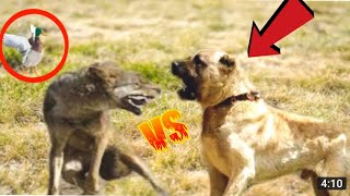 Kangal Saves Duck From a Fox  Kangals Take Down a Wolf [upl. by Phelan]