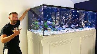 MASSIVE 600 GALLON CENTRAL AMERICAN CICHLID TANK [upl. by Erdnaed]