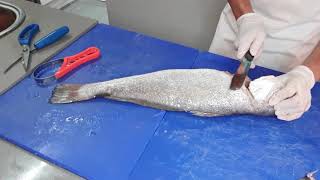 How to fillet a fresh Kabeljou Stilbaai vismark  How to fillet a fish [upl. by Erdnaid]