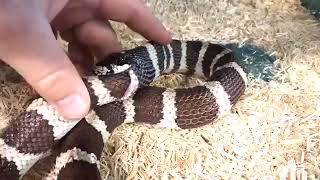 Reptile sanctuary saves king snake from eating itself [upl. by Notkcorb947]