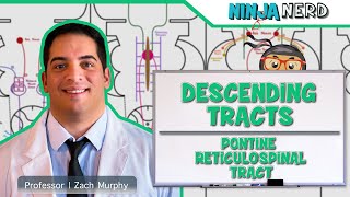 Neurology  Descending Tracts Pontine Reticulospinal Tract [upl. by Clapper]