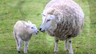 Sheep Sounds and Pictures for Education and Teaching [upl. by Mikihisa]