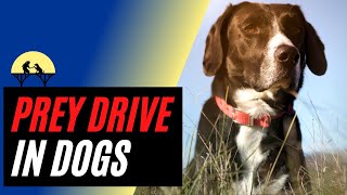 Prey Drive in Dogs explained by science [upl. by Wauters]