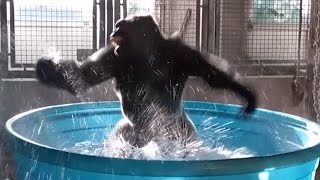 Watch Gorillas Latest Dance Moves as He Makes a Splash in Kiddie Pool [upl. by Hairem]