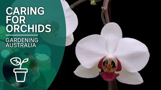 How to keep orchids flowering [upl. by Isolde]