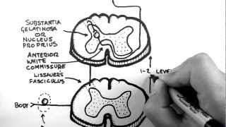 Spinal Pathways 3  Spinothalamic Tract [upl. by Maude620]