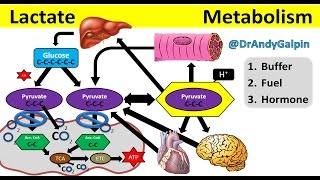 What Lactate is amp What it ACTUALLY does 5 Min Phys [upl. by Retsevlys983]