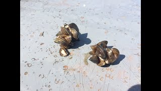 Zebra Mussels [upl. by High]