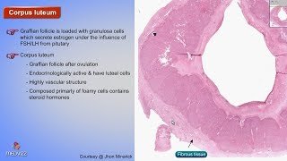 Histology of Corpus luteum  Shotgun Histology [upl. by Marola]