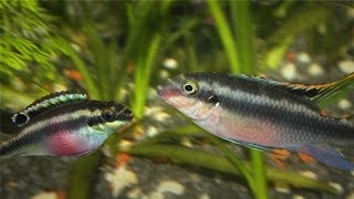 Kribensis Cichlid Pelvicachromis pulcher Breeding [upl. by Blen653]