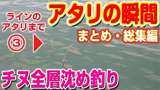 【まとめ総集編】ライン・穂先のアタリの瞬間！！【チヌ黒鯛全層沈め釣り】｜ Fukase fishing Omnibus [upl. by Atirehs574]