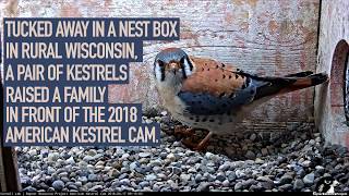 2018 American Kestrel Cam Highlights [upl. by Reamonn194]