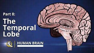 Temporal Lobe  Human Brain Series  Part 8 [upl. by Laryssa]