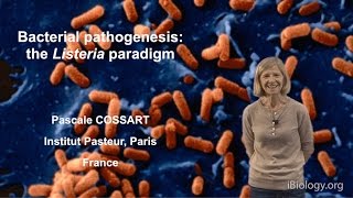 Listeria monocytogenes a unique model in infection biology [upl. by Enileuqaj]