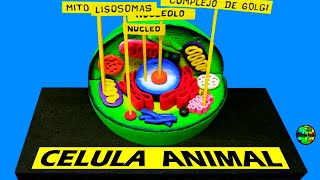 Como hacer una MAQUETA CELULA ANIMAL [upl. by Lledner]