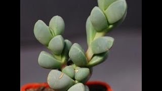 How to Propagate the Delosperma Lehmannii [upl. by Emarie]