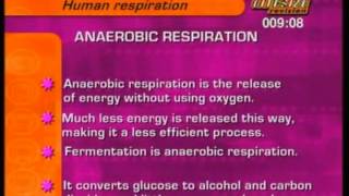 GCSE BBC Bitesize Higher Science  Human Respiration [upl. by Link403]