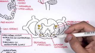 Neurology  Motor Pathways [upl. by Nolyak]