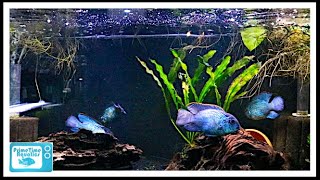 Nine Great Beginner Cichlids [upl. by Shaer]