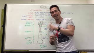 Bony Tissue  Anatomy of a Long Bone [upl. by Donni]