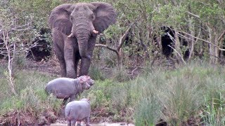 Massive Elephant vs 3 Baby Hippos [upl. by Ynes120]