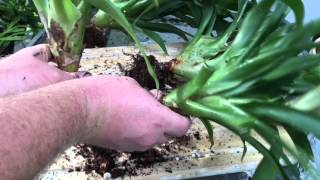 BROMELIAD CARE PROPAGATING METHODS BY SEEDS AND DIVIDING PUPS [upl. by Ziom]