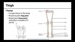 Lower Limb  Bones amp Joints [upl. by Ifar796]