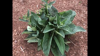 Propagating and Using Comfrey in the Garden [upl. by Yeltnerb]