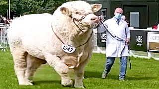 Champion Bulls of Different Breeds at Royal Highland Show 2021 [upl. by Mauralia]