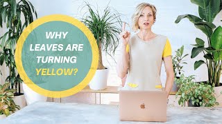 Why leaves are turning yellow I How To Fix It [upl. by Lleoj111]