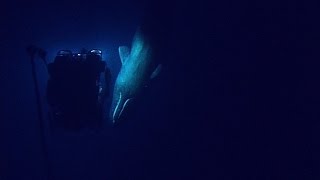 Rare Sperm Whale Encounter with ROV  Nautilus Live [upl. by Ahsinev]