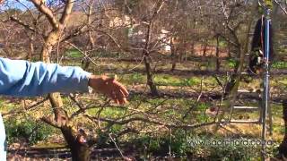 Pruning  Apricot Trees [upl. by Briney]