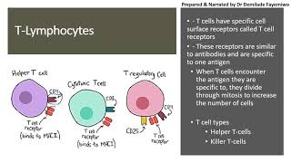 Chapter 112 Immunity  Lymphocytes [upl. by Dorthea]