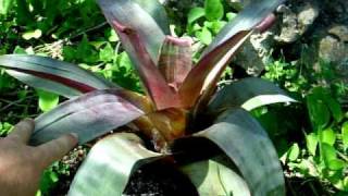 Alcantarea bromeliads explained [upl. by Eixid167]