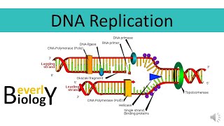 DNA replication [upl. by Nosduh]