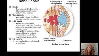 Introduction to the Musculoskeletal System [upl. by Ynnod]