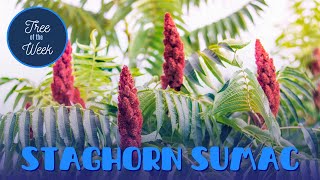 Tree of the Week Staghorn Sumac [upl. by Grossman]