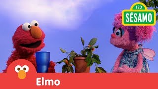 Plaza Sésamo Elmo y Abby riegan una planta [upl. by Durkee]