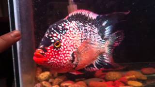 Red Texas  Cichlid [upl. by Irmine162]