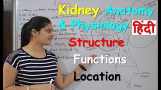 Kidney anatomy amp physiology in Hindi  Structure  Functions  Location [upl. by Dhar928]