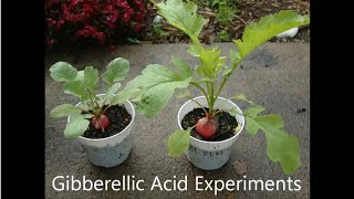 Gibberellic Acid  Plant Hormones Experiment [upl. by Haugen]