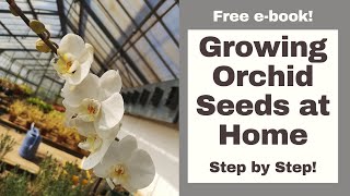 How to Grow Orchid Seeds at Home like a PRO [upl. by Veradi]