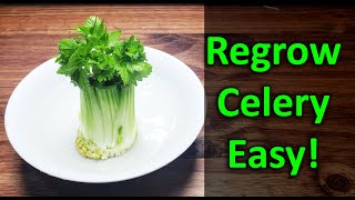 How To Regrow Celery From Celery [upl. by Enelia]