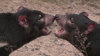 Tasmanian Devils Are Dying From Face Cancer [upl. by Boccaj664]